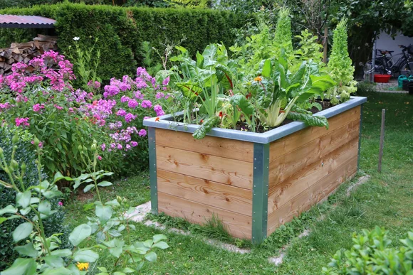 Holz Hochbeet bepflanzt im Garten